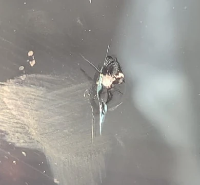 Daño tipo Combinada